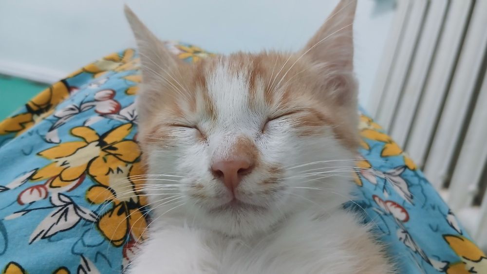 Отдам даром котёнка в хорошие руки