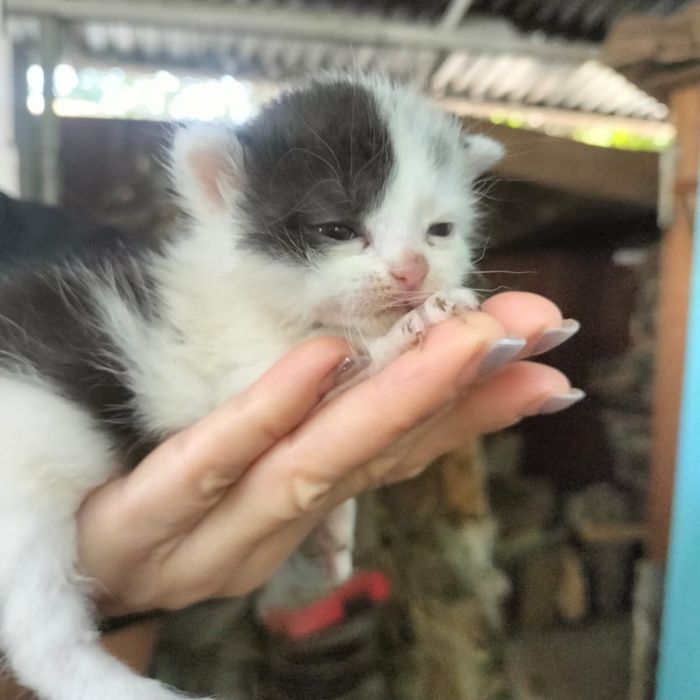 Отдам котят в хорошие руки
