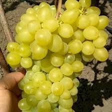 Аватар Ламборджини узум кучатлари