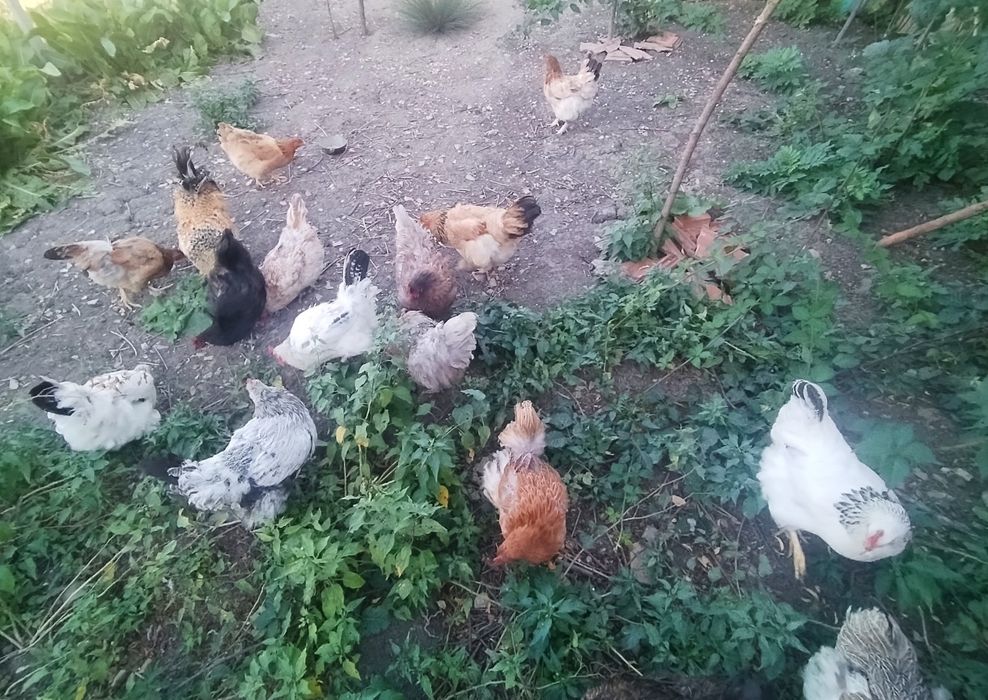 Домашни кокошки с петел