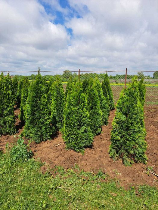 Plante ornamentale din stoc. Transport inclus & Amenajare