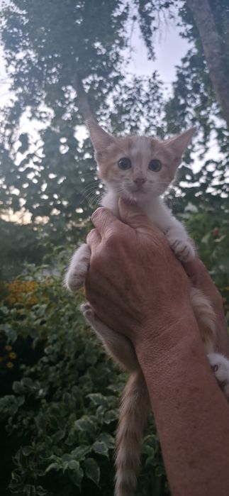 Отдаю котят в добрые заботливые надёжные руки.