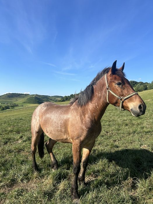 De vânzare cal castrat