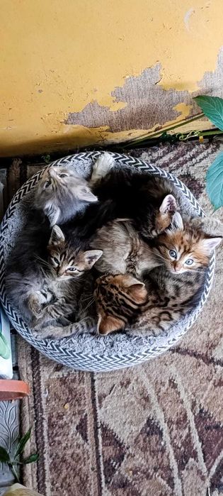 Отдам котят в добрые руки!