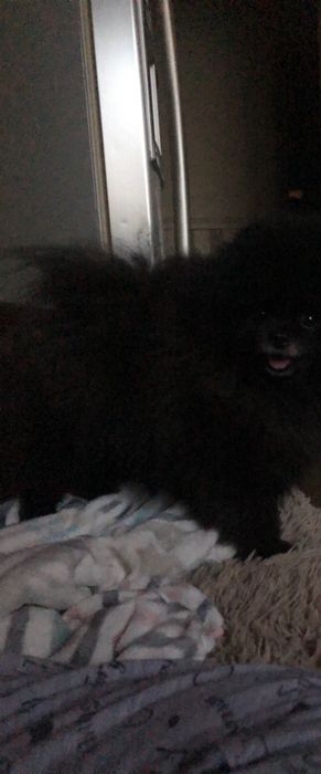 Вязка собак