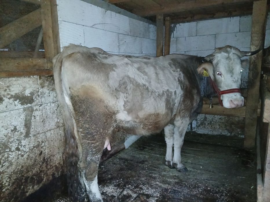 Vând vacă brună românească