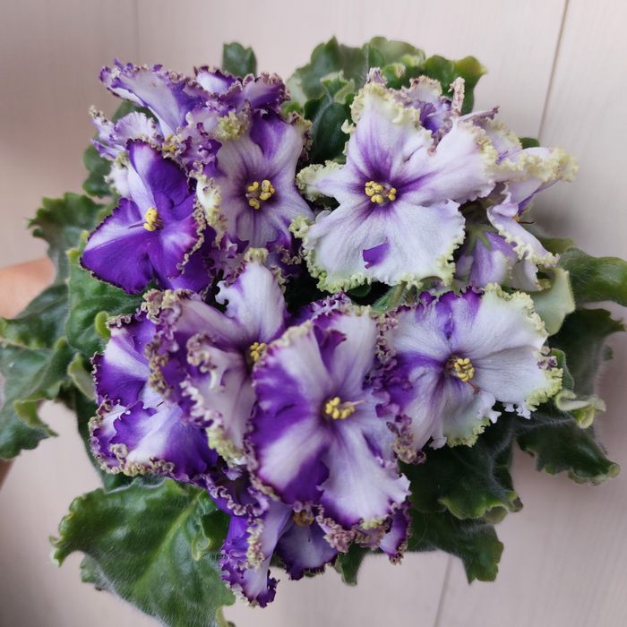 Листочки фиалок 500тг