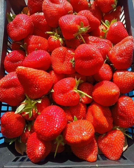 Продам саженцы клубники...