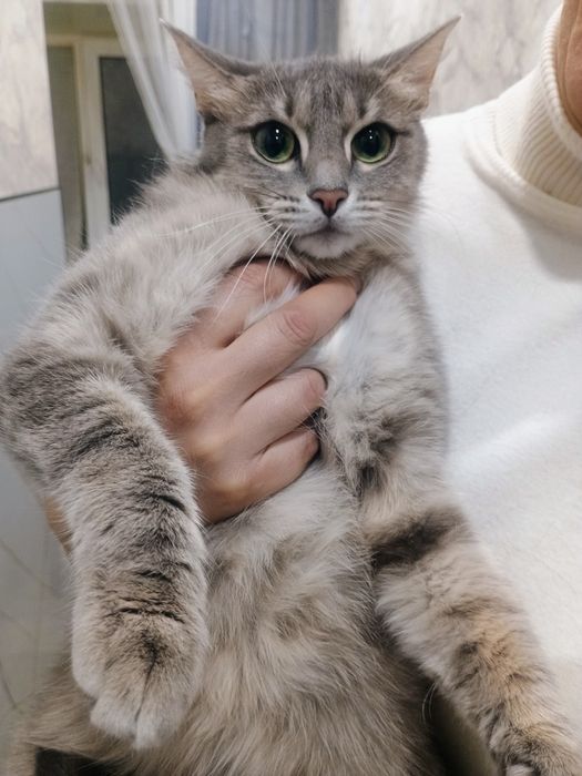 Отдам кошечку в добрые руки