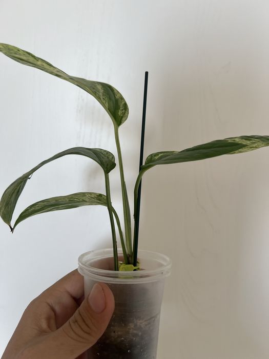 Эпипренум вариегатный