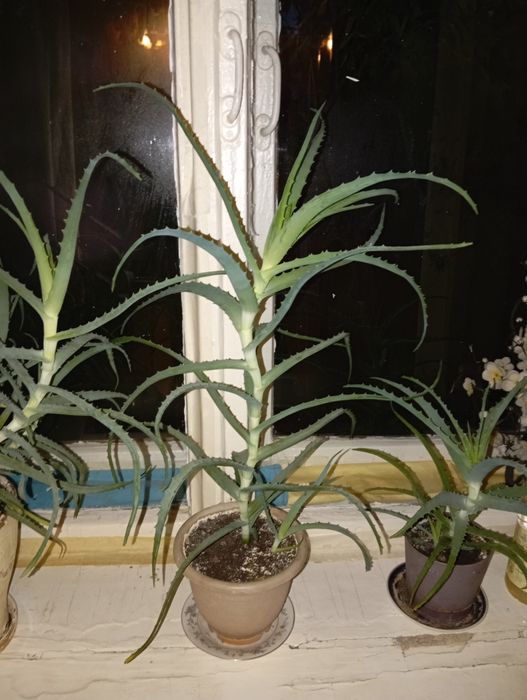 Продам Алоэ лечебный