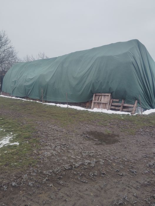 Baloti lucerna si fan