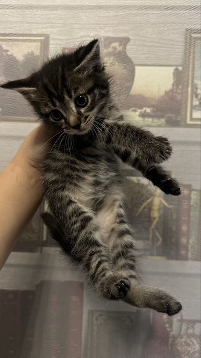 Отдам котят даром