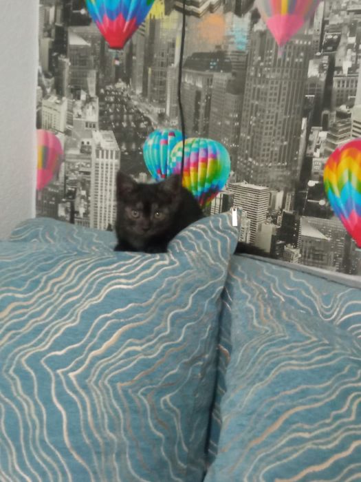 Котята в добрые руки!
