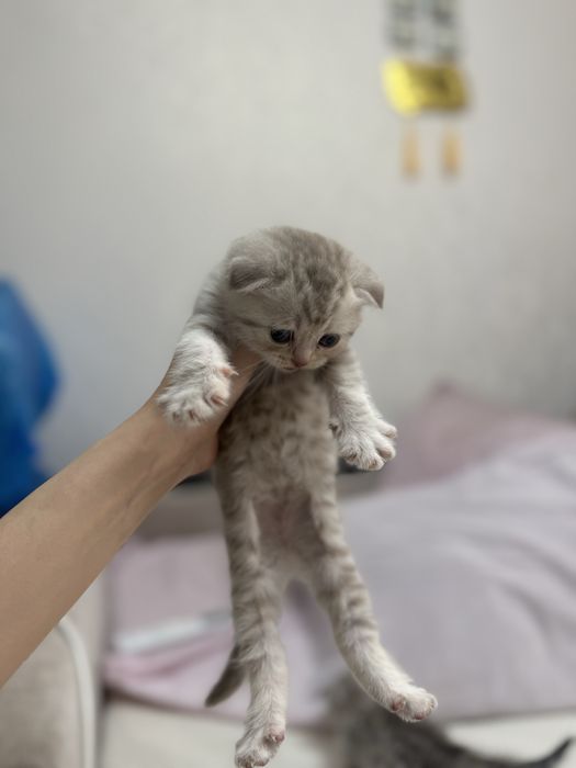 Котята британские вислоухие