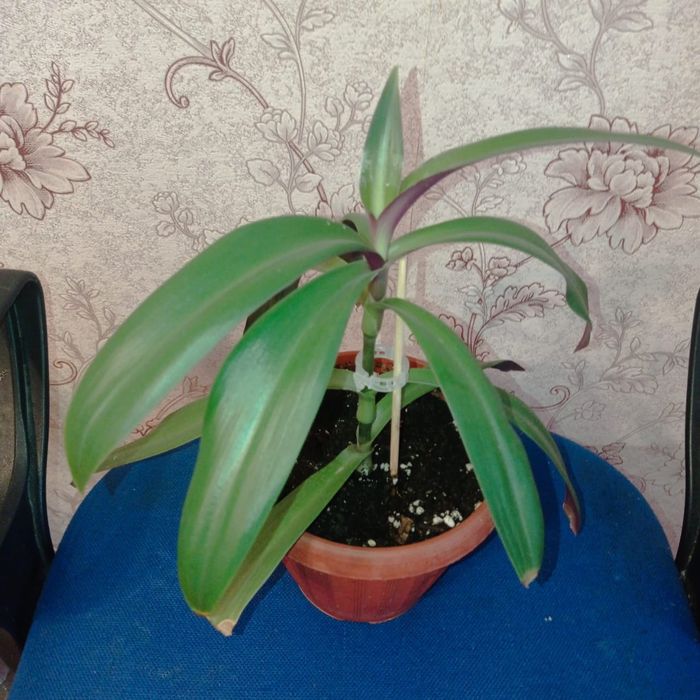 Продам комнатные растения