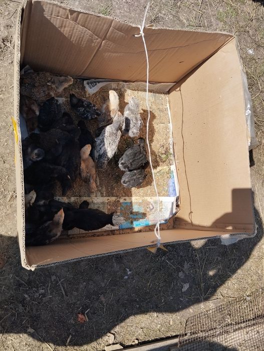 Домашние цыплята