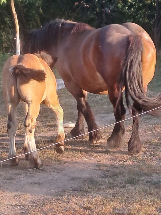 Iapa ardeneza cu manz de 3 luni  gestanta