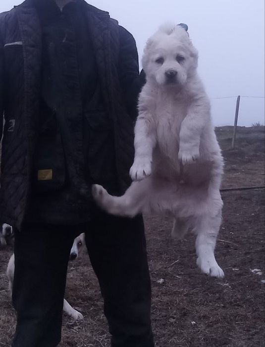 Алабай гарантия 1 ой берилади