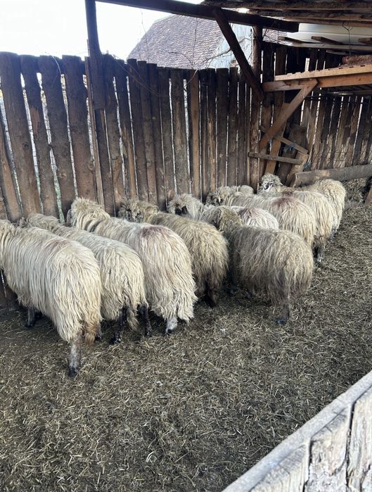 Vand oi  si berbeci la pret foarte bun