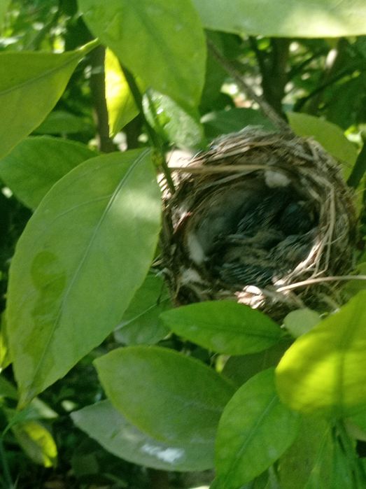 Bulbul va polaponlari bilan