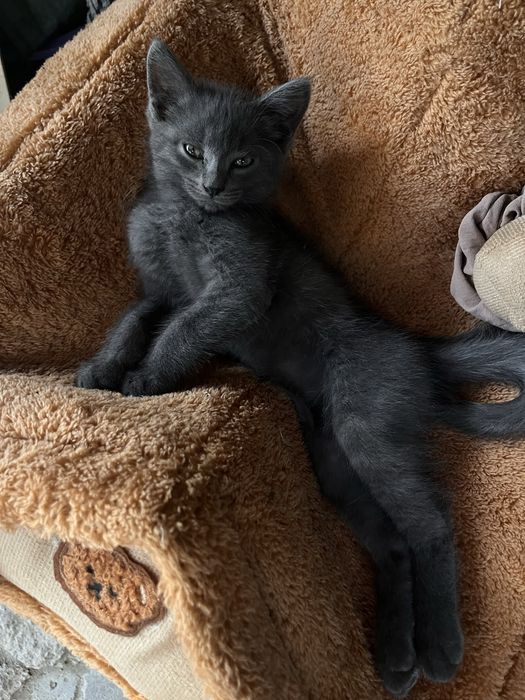 Отдам двух прекрасных котят
