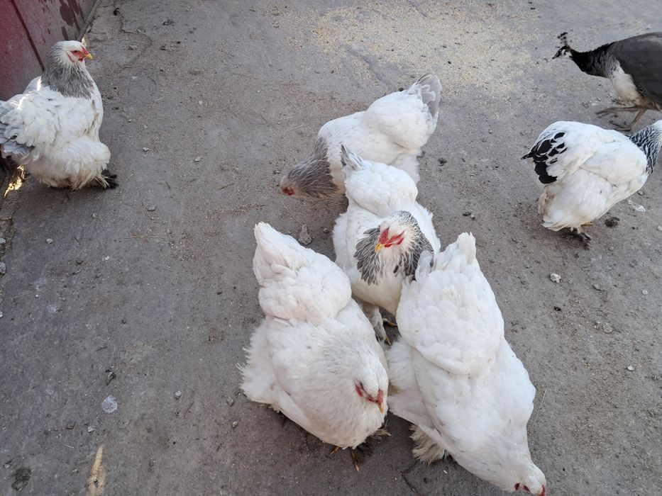 Pui si  ouă de găină brahma !