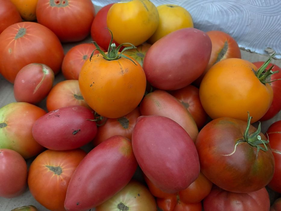 Продам домашние помидоры