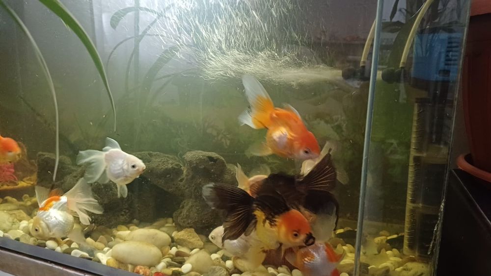 Рыбки Оранды gold fish мальки