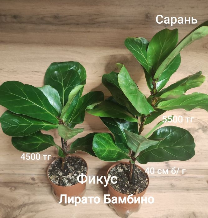 Фикус разный ...