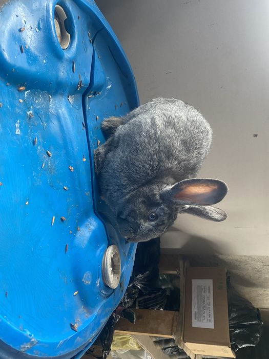 Кролики 2 самки и 2 самец