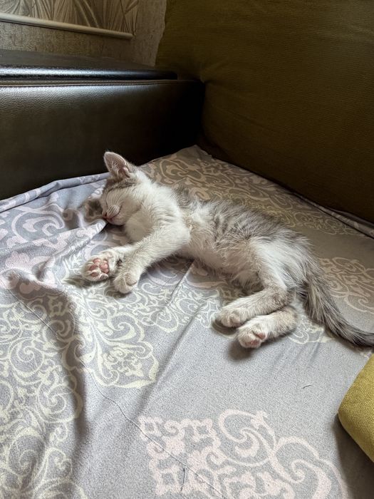 Отдам котёнка в добрые руки