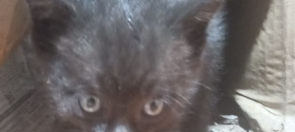 Отдам котят в самые добрые руки !