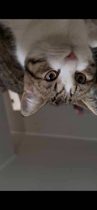 Отдам кошек в добрые руки