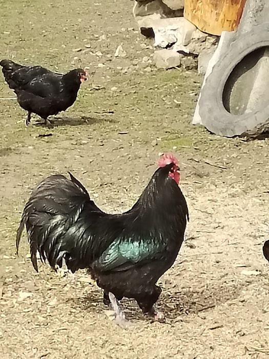 Cocoș australorp