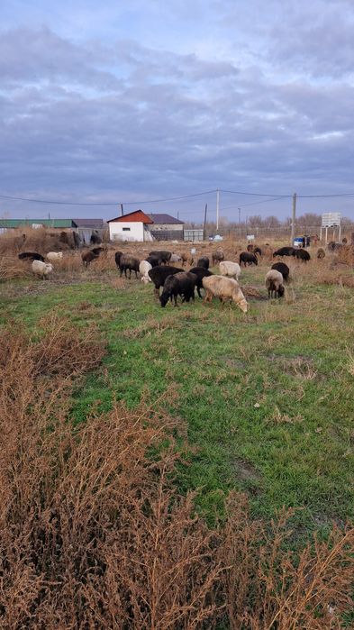 Қой сатамын. Продам баранов