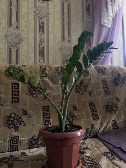Продам домашние цветы