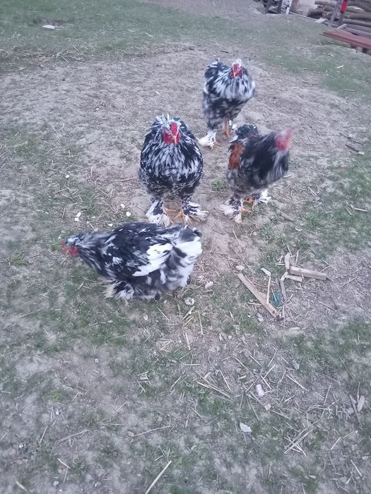 Cocoși  brahma  negru bobat