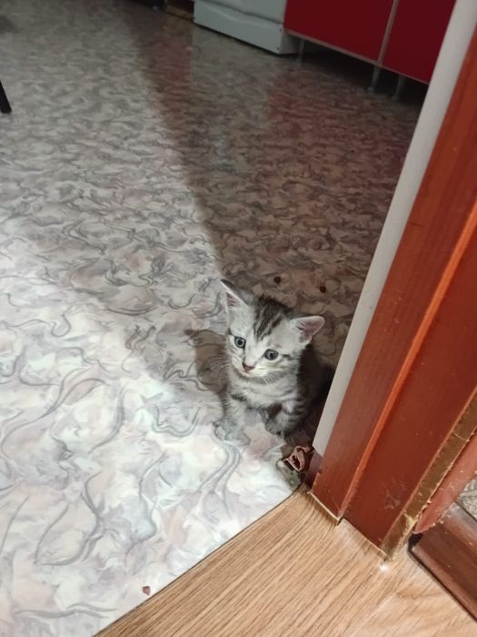 Отдам котят в добрые руки