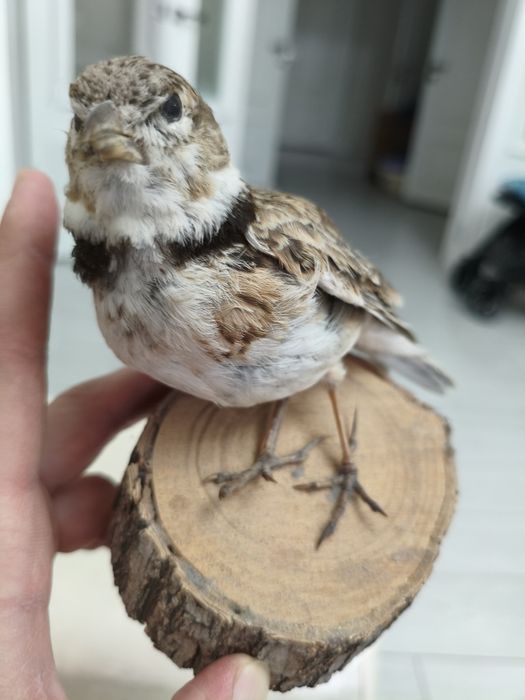 Продам Сувенир для дома, отличном состоянии