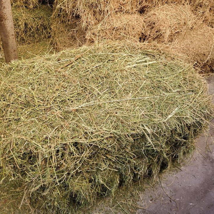 Жоңышқа сатамын/ люцерна