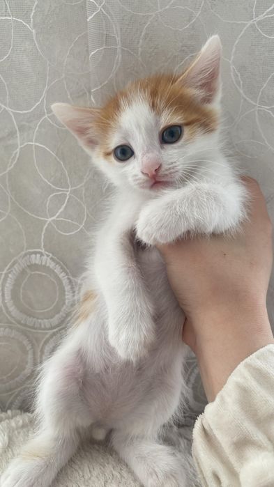 Отдам котят в хорошие руки