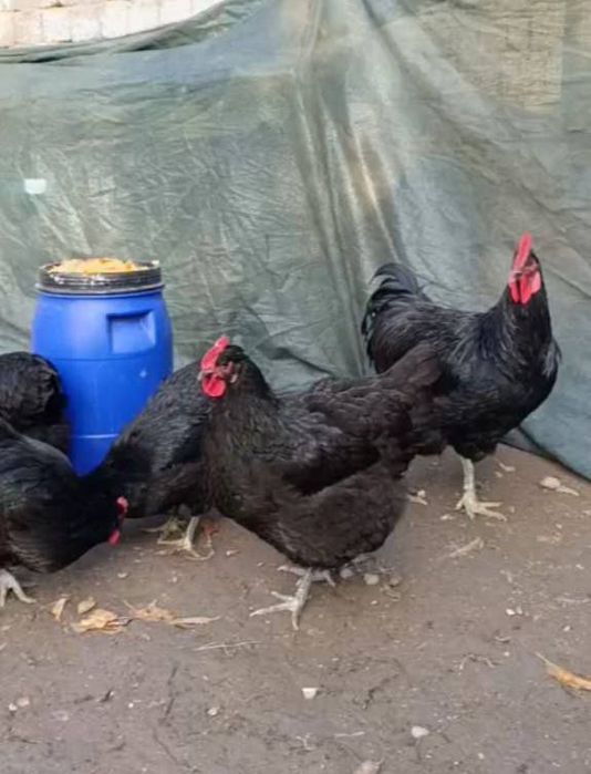 Gigant Qora Shaxzoda tuxumlari sotiladi