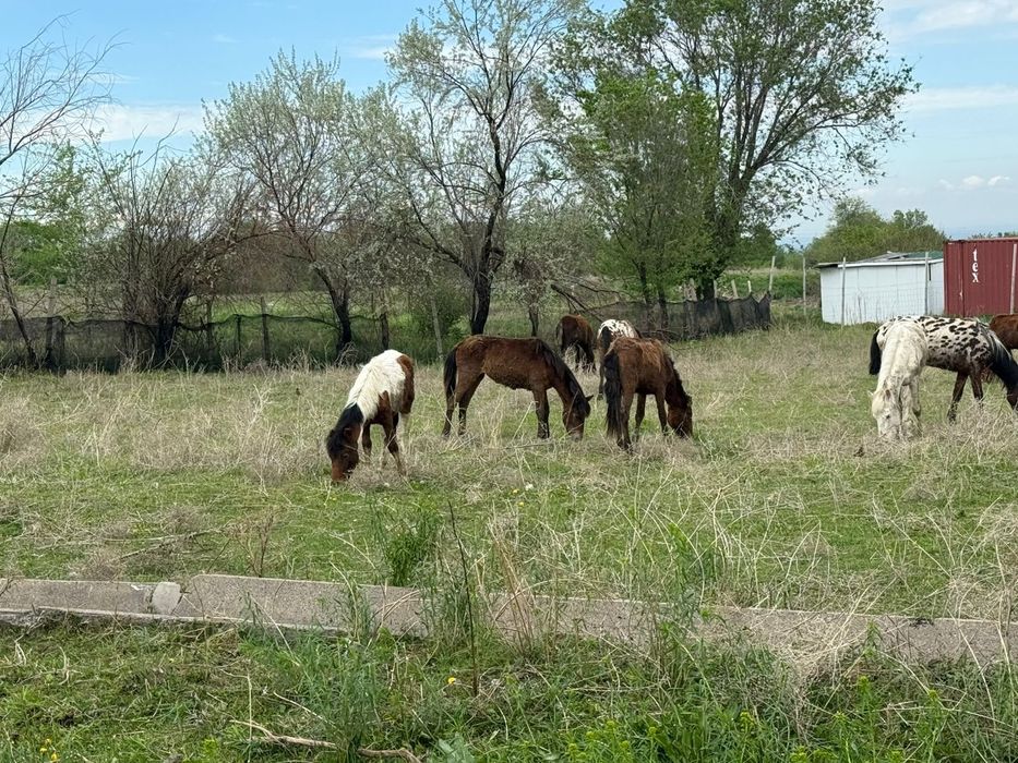 Ургашы тайлар сатылады 12 бас