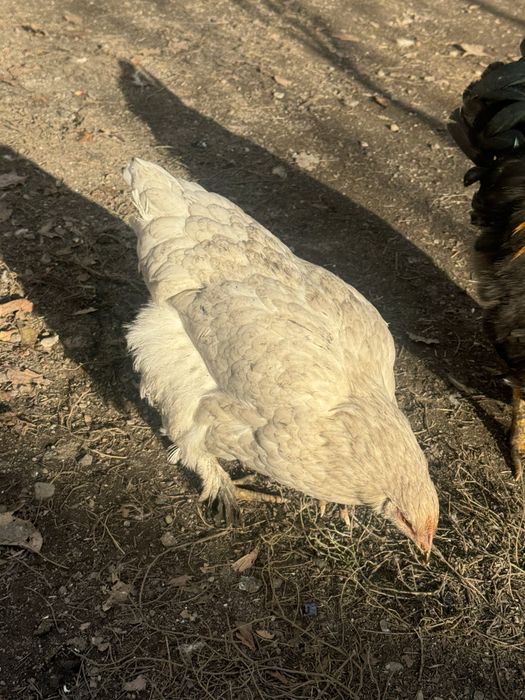 Продаю петухов молодняк