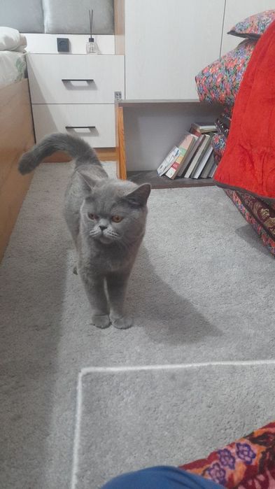 British Shorthair