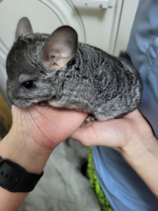 Продам шиншил (3 мес)