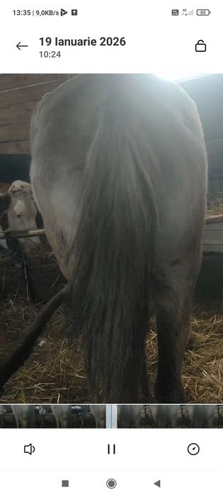 Vînd iapa de 9 ani foarte cuminte