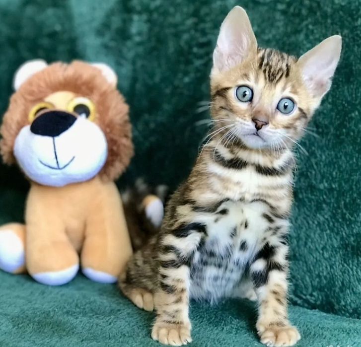 Бенгальские леопардики