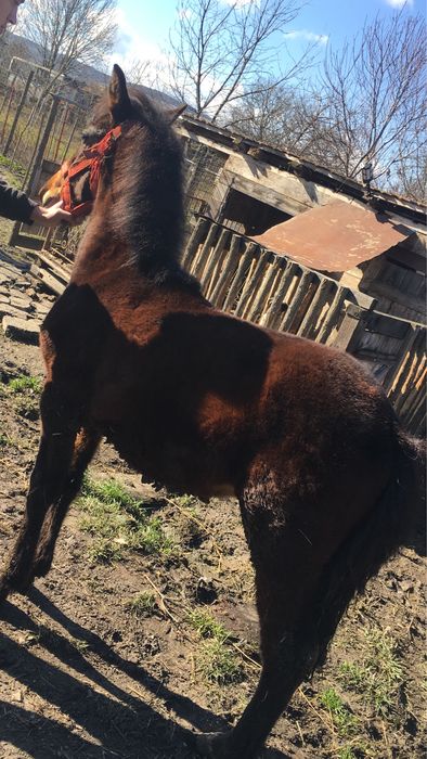 Vand manz de 8 luni cuminte invatat cu oameni